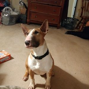 Meet your Posher, Tom